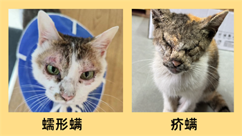 猫咪下巴底下秃了一块