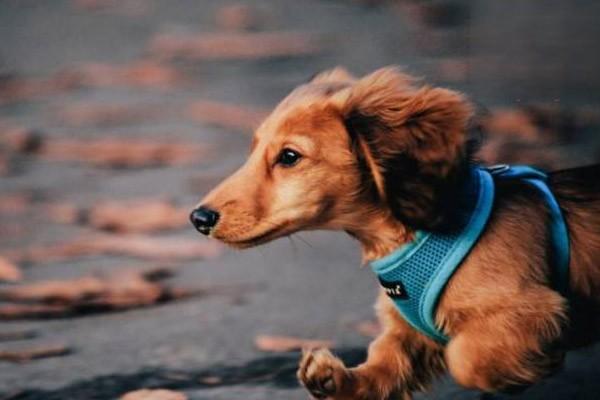 狗狗糖尿病的症狀 狗狗糖尿病怎麼治