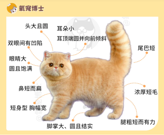 加菲貓勸退指南