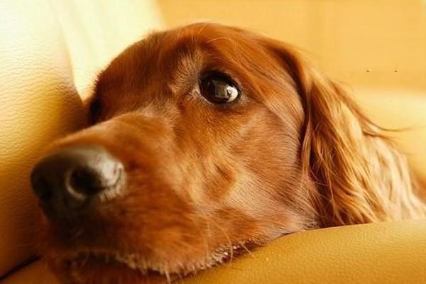狗狗直肠炎的症状与治疗