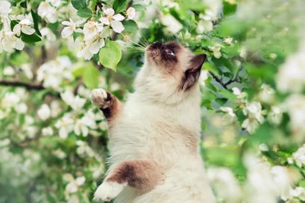 夏天如何预防家里的猫咪中暑