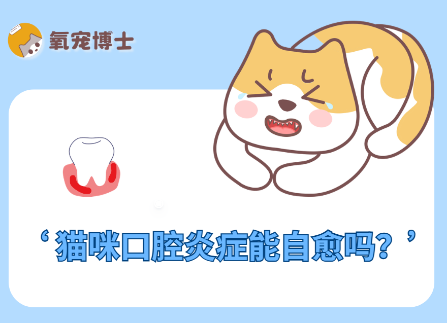 猫咪口腔炎症别等自愈！教你正确应对方法