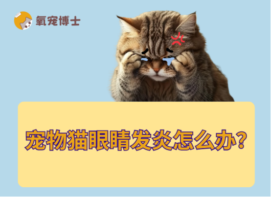 宠物猫眼睛发炎怎么办？