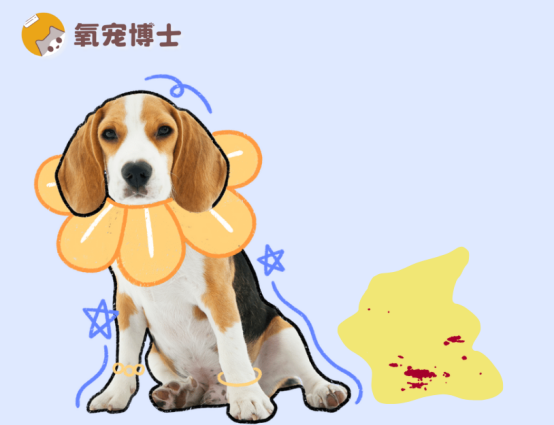 狗狗小便带血怎么回事怎么办