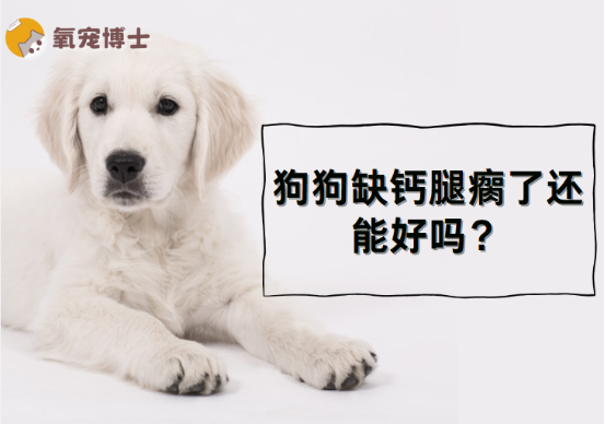 狗狗缺鈣腿瘸了還能好嗎？
