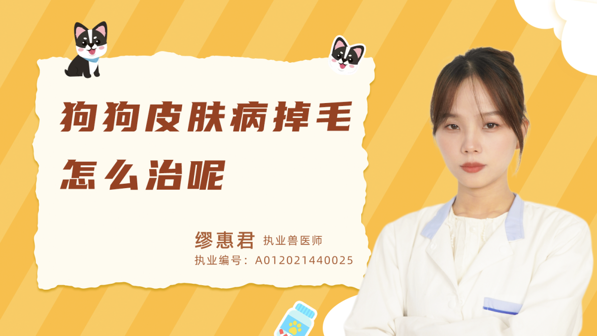 狗狗皮肤病掉毛怎么治？