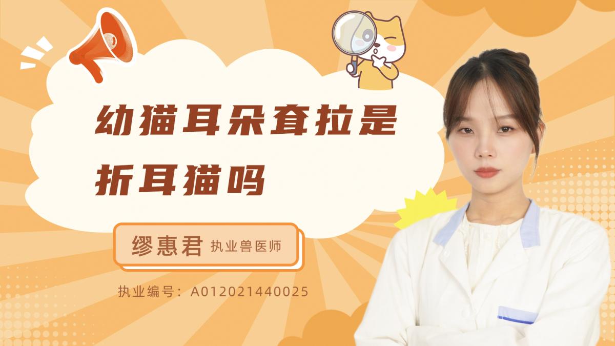 幼猫耳朵耸拉是折耳猫吗？