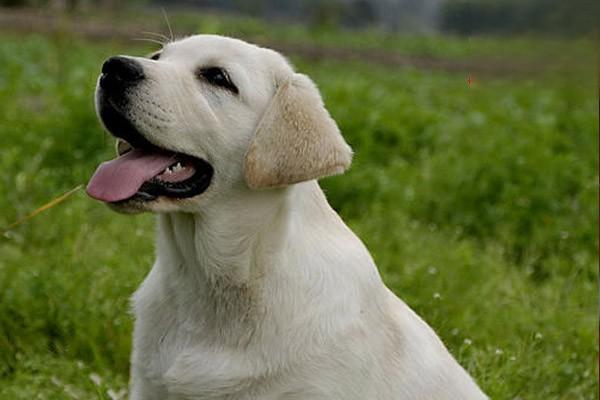 纯种秋田犬怎么辨别