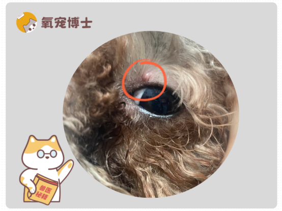 狗狗上火眼睛起疙瘩？别慌，这些护理方法超有效！