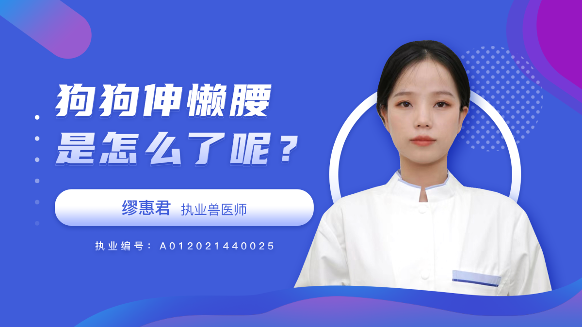 狗狗伸懒腰是怎么了？