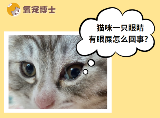 猫咪一只眼睛眼屎多怎么办？