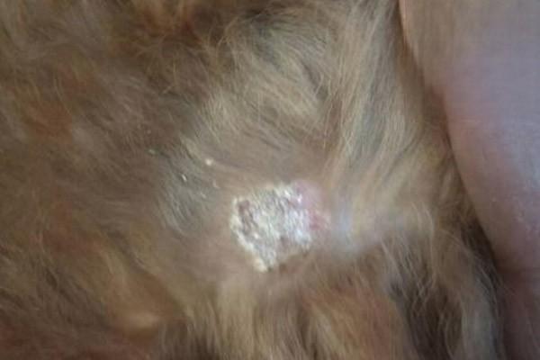 犬猫皮肤癣菌病，狗癣，狗皮肤病，狗身上有癣怎么办