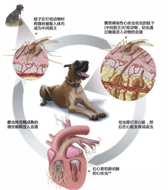 狗狗心丝虫的传播途径