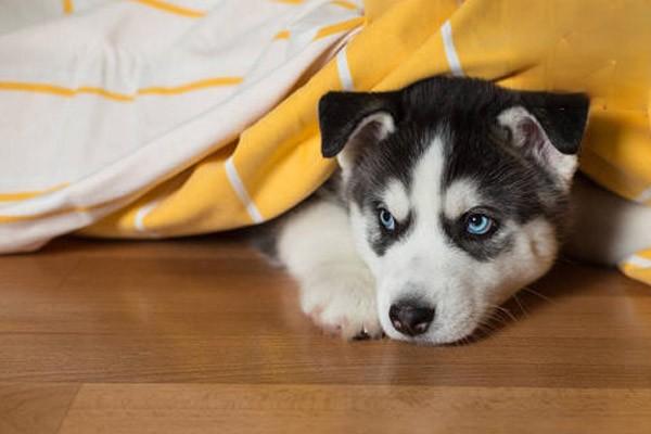 新养幼犬需要注意什么