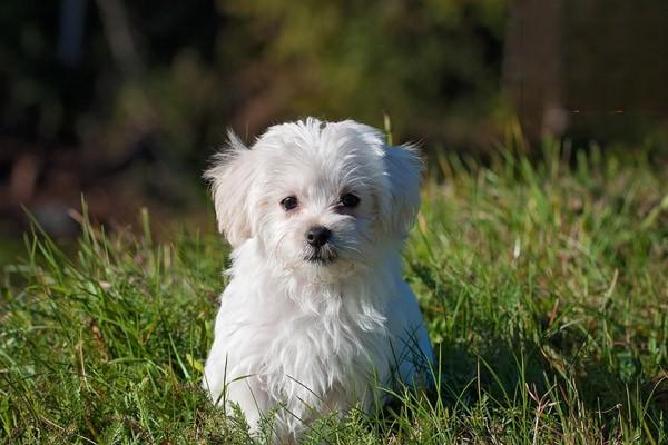 苏格兰牧羊犬介绍