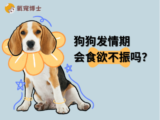 狗狗发情期会食欲不振吗？