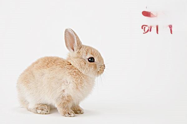兔子耳朵热怎么办？