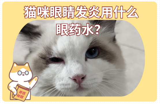 猫咪眼睛发炎不用怕，教你用什么眼药水能轻松应对！