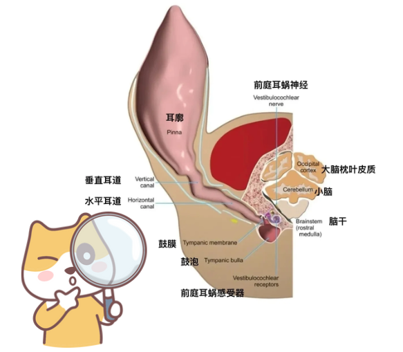 狗狗的耳道结构