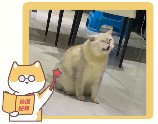 貓咪感冒的癥狀