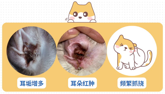 貓咪有耳蟎用什麼藥？