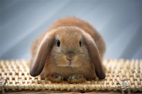 垂耳兔的寿命有多长？