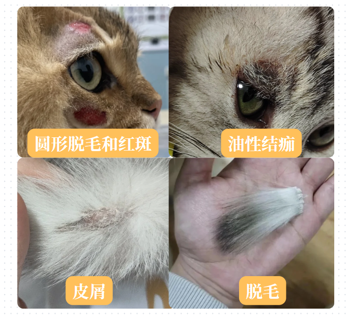 猫癣是什么样子的