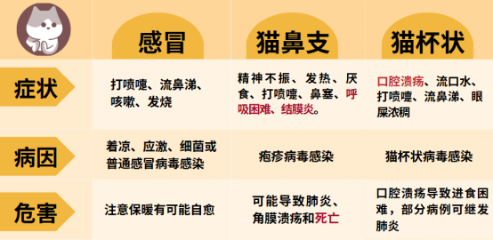 猫咪感冒与猫鼻支怎么区分