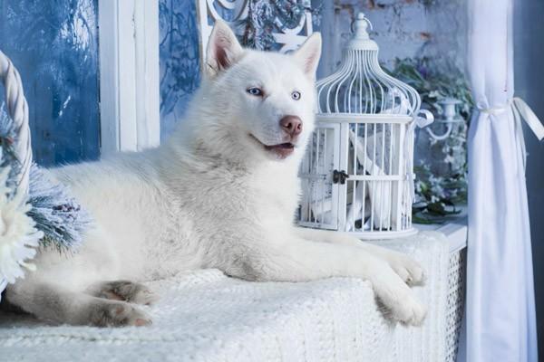 柴犬和秋田犬的区别在哪里