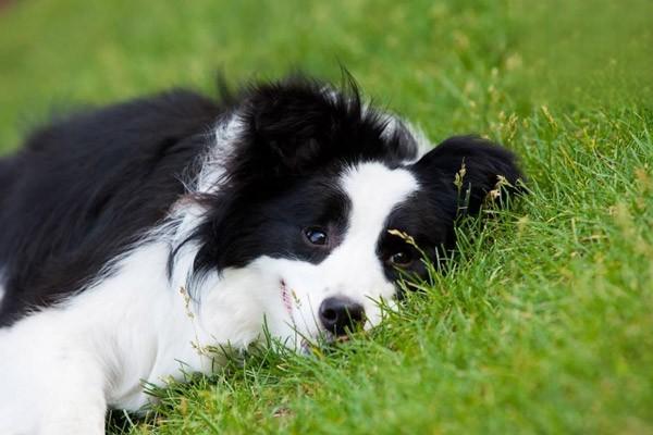 茶杯狗能活多久 茶杯犬寿命