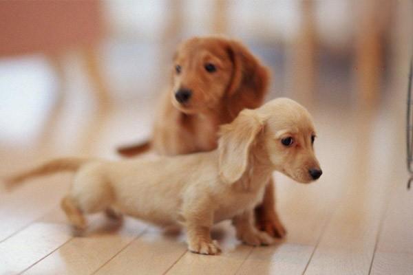 狗狗肠胃炎是怎么引起的？