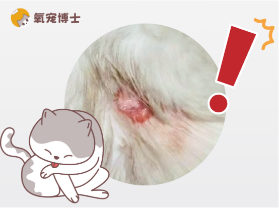 猫咪伤口化脓用什么药？