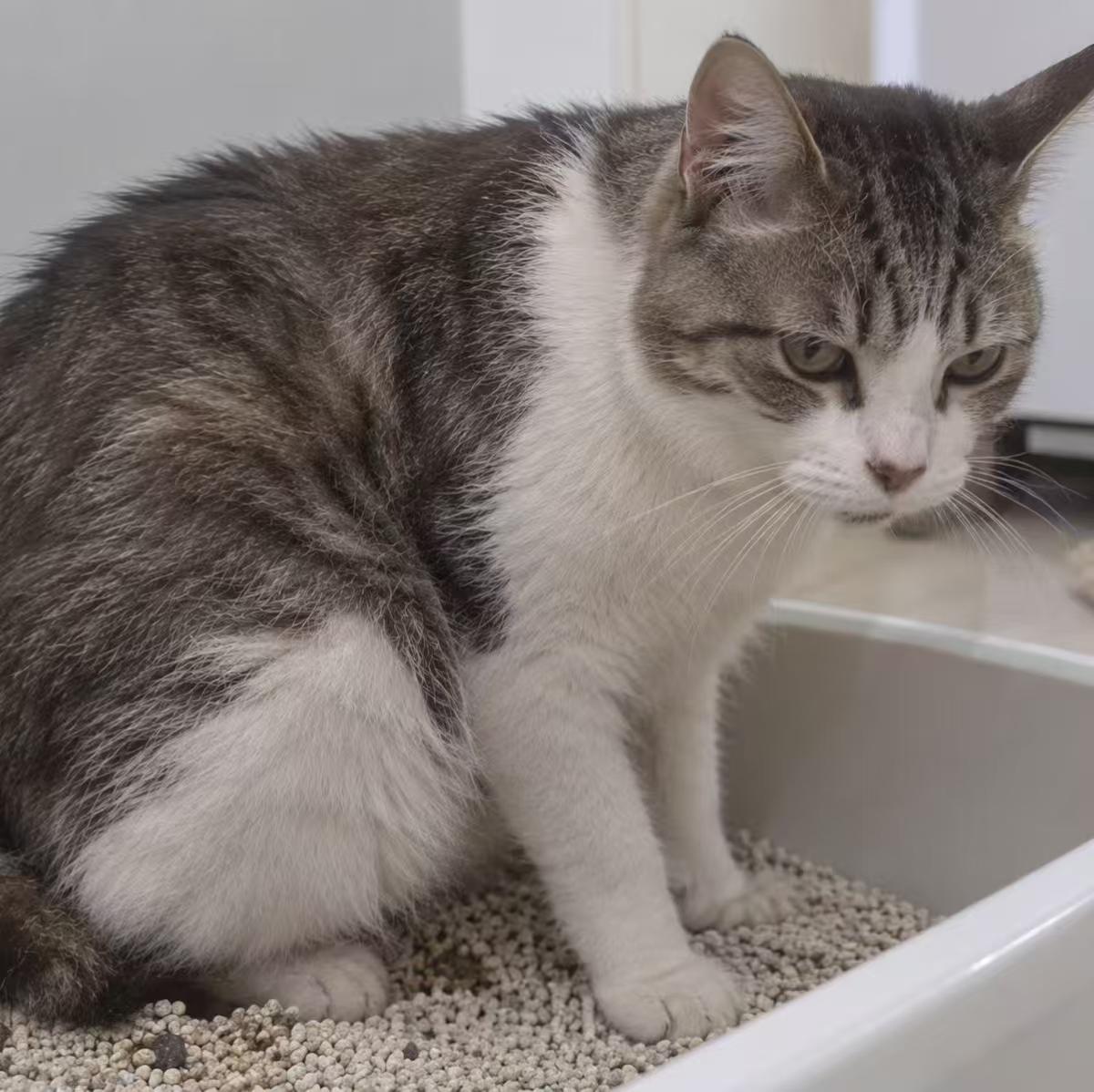 猫反复呕吐、黑便总治不好？警惕猫胃溃疡