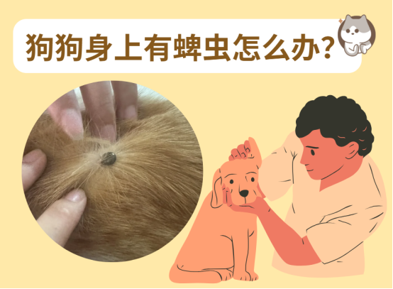 狗狗身上有蜱虫怎么办？