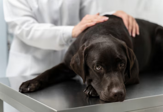 狗细小会传染人吗？