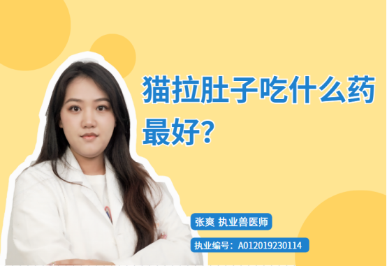 【宠医科普】猫拉肚子吃什么药最好？