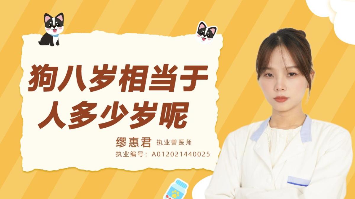 狗八歲相當(dāng)于人多少歲呢？