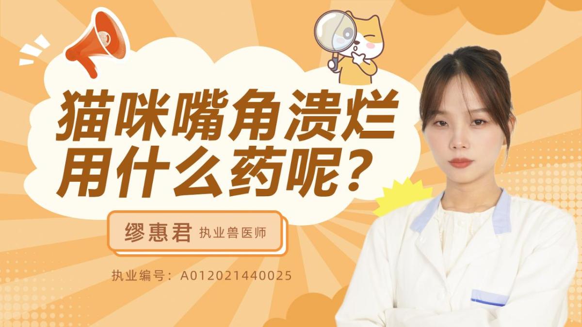 貓咪嘴角潰爛用什麼藥呢？