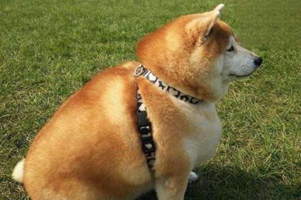 狗狗懷孕期間可以洗澡嗎？