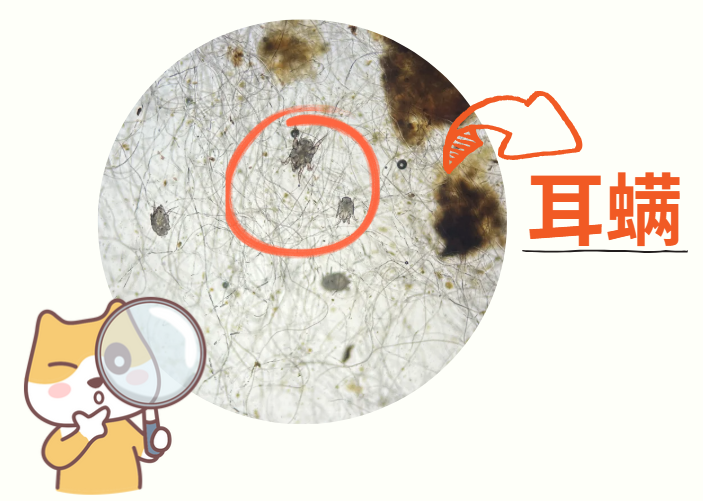 猫咪耳朵发炎了怎么回事？