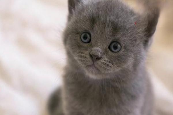 猫传染性腹膜炎可以治愈吗？该如何预防？