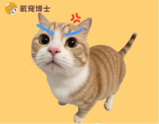 猫咪眼睛发炎