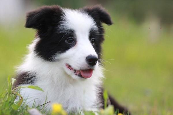 一个月大的苏格兰牧羊犬吃什么