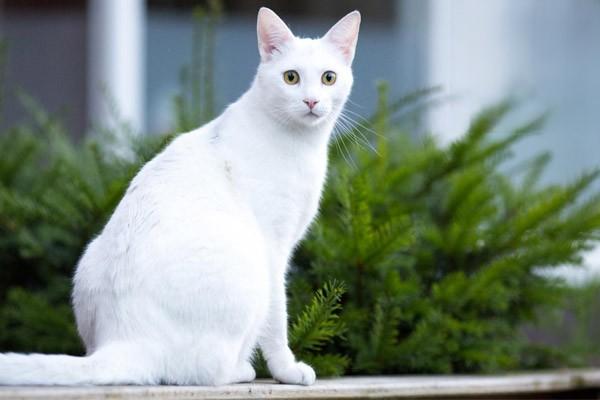 猫饭清蒸鸡胸肉的做法