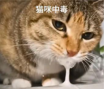 猫咪流口水是病吗？一文了解常见病因及应对方法！