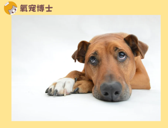 怎么判斷狗狗體內(nèi)有蟲