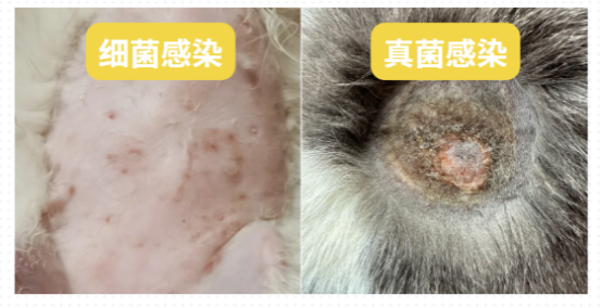 小貓掉毛嚴重怎麼辦