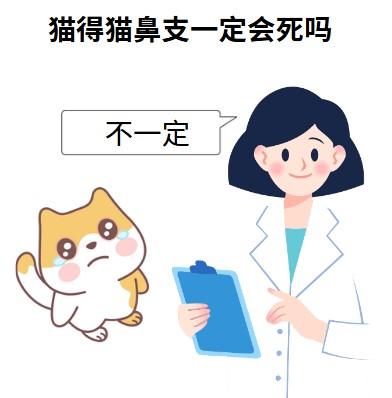 猫咪患猫鼻支，能活多长时间？