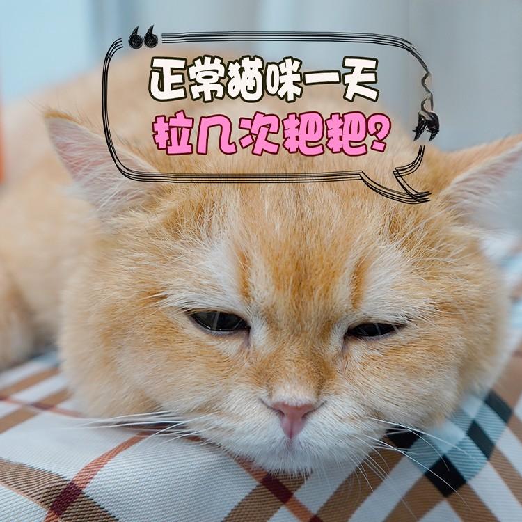 正常貓咪一天拉幾次粑粑？