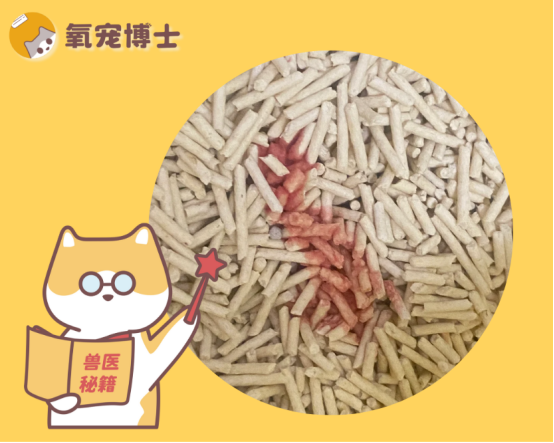 小猫尿血什么原因引起